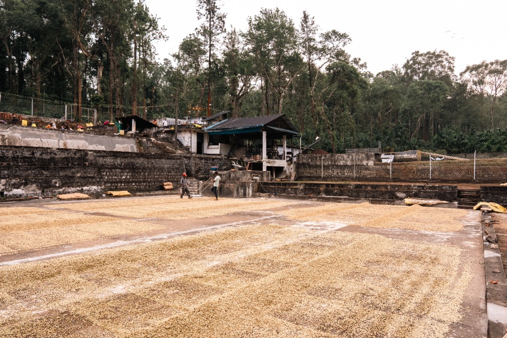 Coffee drying