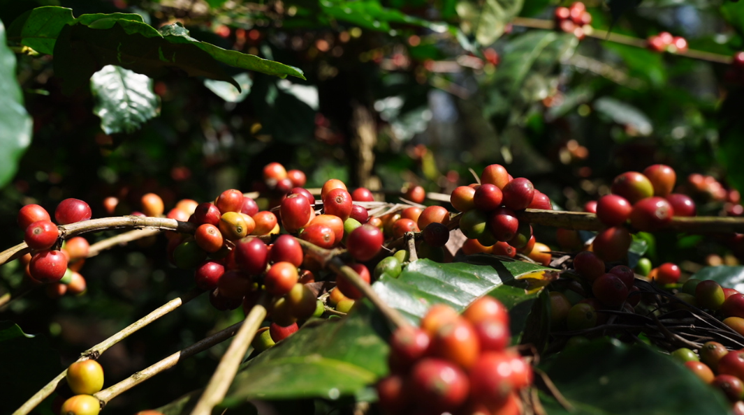Sandalwood Estate Landscape